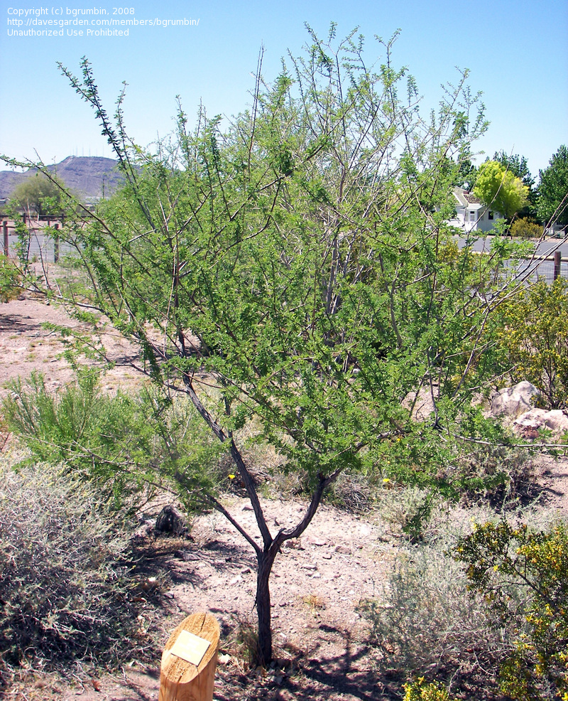 Acacia Greggii